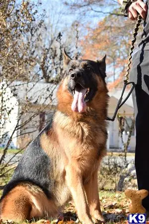 German Shepherd stud dog