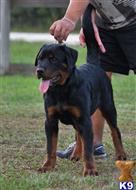 rottweiler puppy posted by vomhausereto