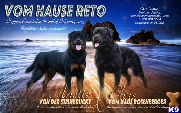 rottweiler puppy posted by vomhausereto