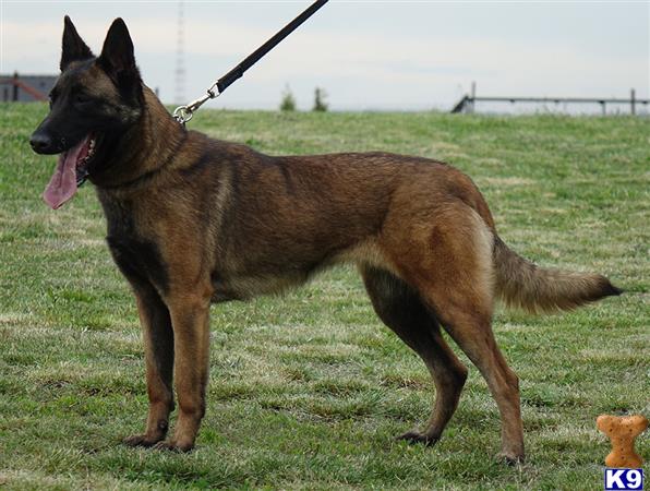 Belgian Malinois dog