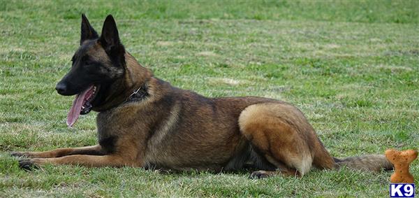 Belgian Malinois dog