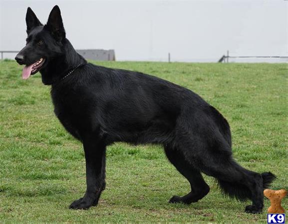 German Shepherd dog