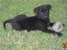 german shepherd puppy posted by vomhauswill