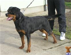 rottweiler puppy posted by vomstolzerschutz