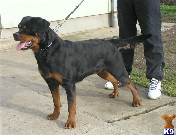 rottweiler puppy posted by vomstolzerschutz