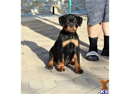 Rottweiler puppy for sale: a rottweiler dog sitting on a sidewalk