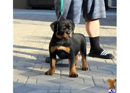 Rottweiler puppy for sale: a rottweiler dog sitting on a brick surface