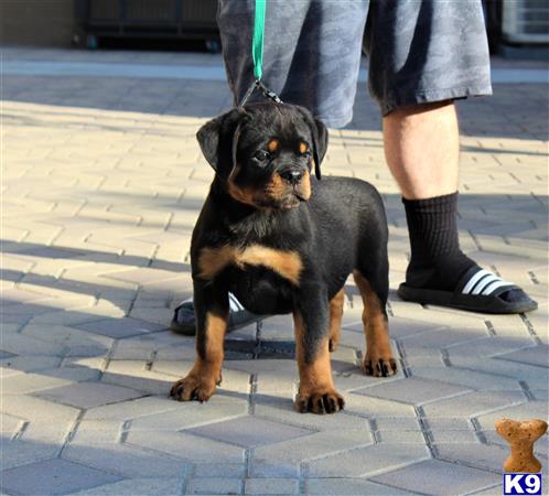 a rottweiler dog sitting on a brick surface
