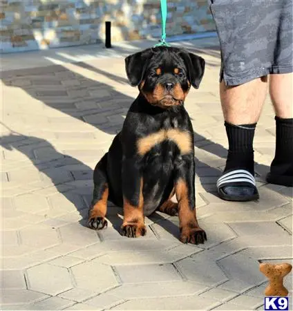 Rottweiler puppy for sale: a rottweiler dog sitting on a sidewalk