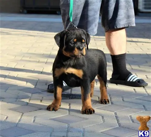 Rottweiler puppy for sale: a rottweiler dog sitting on a brick surface