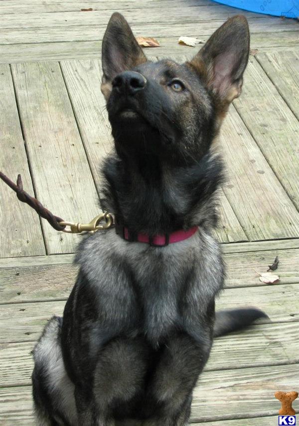 German Shepherd dog for sale: Black and tan German Shepherd sitting attentively on wooden deck