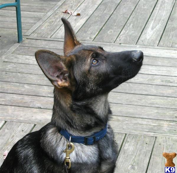 German Shepherd dog for sale: Brindle-coated German Shepherd looking up on a wooden deck