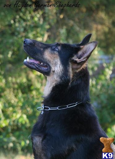 German Shepherd dog for sale: Black and tan German Shepherd in profile against a green background