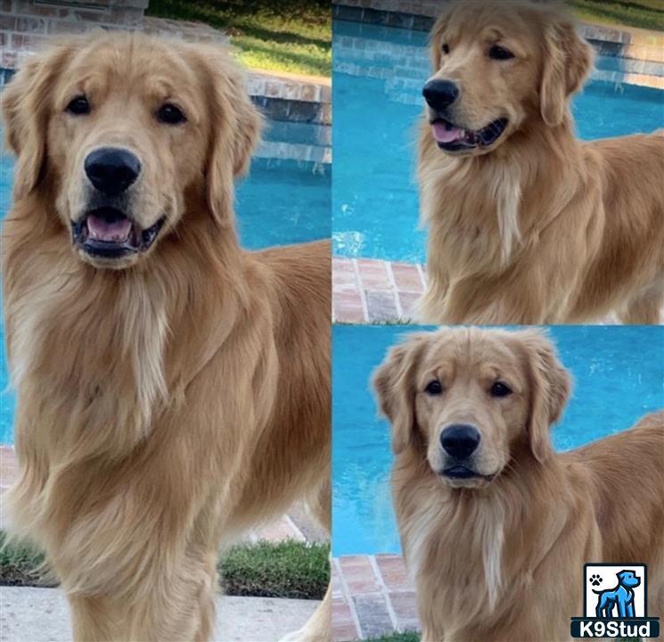 a collage of a golden retriever dog