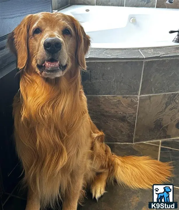 Golden Retriever stud dog: a golden retriever dog sitting on a tile floor