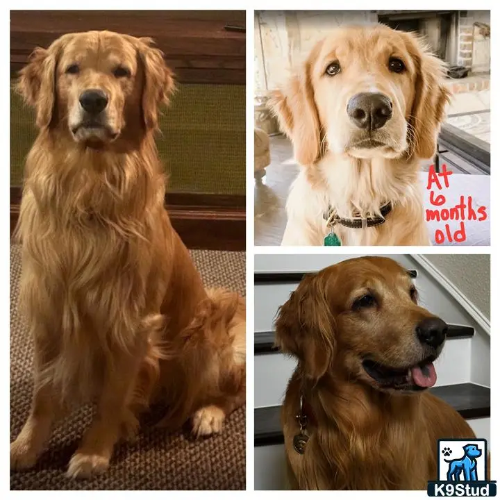 Golden Retriever stud dog: a collage of a golden retriever dog
