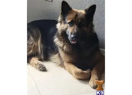 German Shepherd
