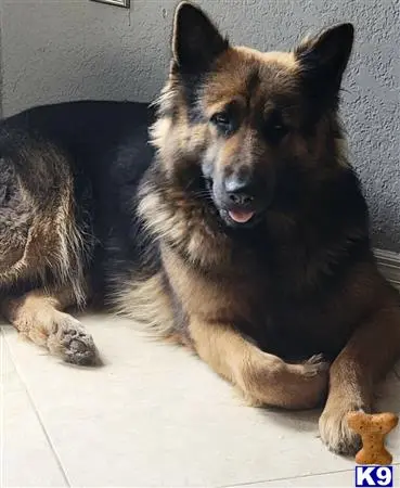 German Shepherd female dog: Fluffy German Shepherd lying on a tiled floor with a treat