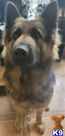 German Shepherd female dog: Brown and black German Shepherd standing indoors, looking up