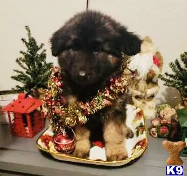 German Shepherd female dog: Fluffy black and tan German Shepherd puppy with festive decorations