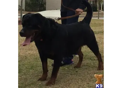 Rottweiler Stud Dog: Eiko vom Deniel Rott 14 Years old