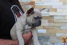 french bulldog puppy posted by vonaslanrottweilers