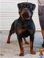 rottweiler puppy posted by vonaslanrottweilers