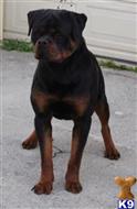 rottweiler puppy posted by vonaslanrottweilers