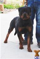 rottweiler puppy posted by vonaslanrottweilers