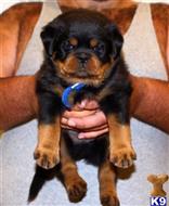 rottweiler puppy posted by vonaslanrottweilers