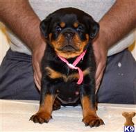 rottweiler puppy posted by vonaslanrottweilers