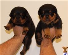 rottweiler puppies lincoln ne rottweiler puppies for sale rottweiler puppies lincoln ne rottweiler puppies for sale