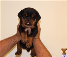 rottweiler puppy posted by vonaslanrottweilers