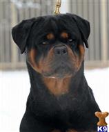 rottweiler puppy posted by vonaslanrottweilers