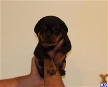 rottweiler puppy posted by vonaslanrottweilers