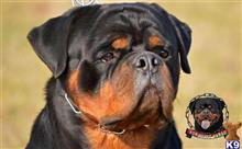 rottweiler puppy posted by vonaslanrottweilers