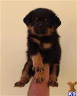 rottweiler puppy posted by vonaslanrottweilers