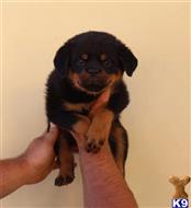 rottweiler puppy posted by vonaslanrottweilers