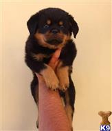 rottweiler puppy posted by vonaslanrottweilers