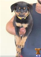 rottweiler puppy posted by vonaslanrottweilers