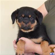 rottweiler puppy posted by vonaslanrottweilers