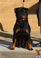 rottweiler puppy posted by vonaslanrottweilers