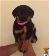rottweiler puppy posted by vonaslanrottweilers