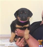 rottweiler puppy posted by vonaslanrottweilers