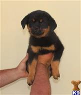 rottweiler puppy posted by vonaslanrottweilers