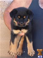 rottweiler puppy posted by vonaslanrottweilers