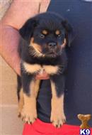 rottweiler puppy posted by vonaslanrottweilers