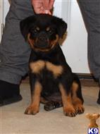 rottweiler puppy posted by vonaslanrottweilers