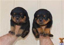 rottweiler puppy posted by vonaslanrottweilers