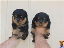rottweiler puppy posted by vonaslanrottweilers